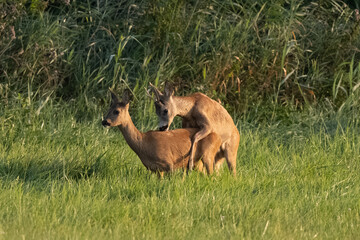 Two Deer Are Mating