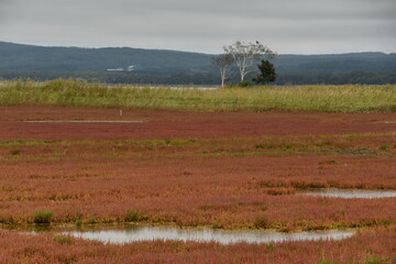 能取湖サンゴ草群落地