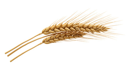 FARMING - Close-up of golden wheat ears isolated on white background, agricultural crop and natural food ingredient, perfect for farm or harvest themes