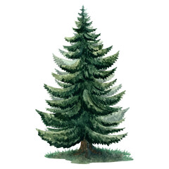 Obraz premium Watercolor spruce tree illustration, perfect for winter cards, posters, patterns, wallpapers, and festive designs