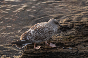Young gulls are wading by the shore in golden sunset light.