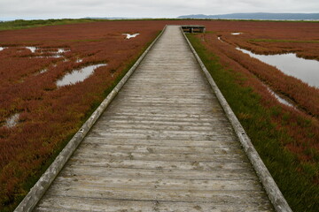 能取湖サンゴ草群落地　遊歩道