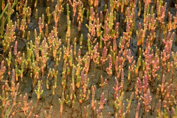能取湖サンゴ草群落地