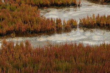 能取湖サンゴ草群落地
