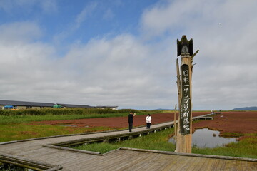 能取湖サンゴ草群落地