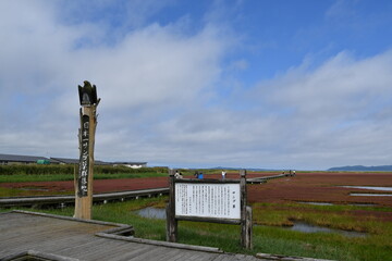 能取湖サンゴ草群落地