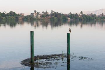 Panoramic landscape view across nile river to luxor west bank with night heron Nycticorax nycticorax perched on pole