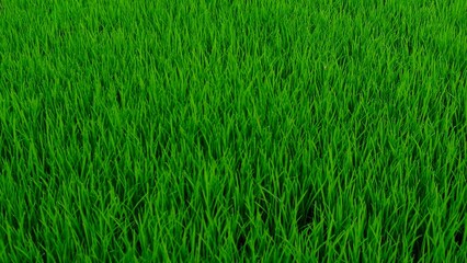 Green grass in the rainy season, natural concept