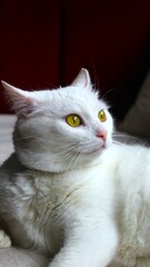 Obraz premium White cat portrait with bright yellow eyes