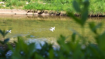 Seagulls swimming on a river