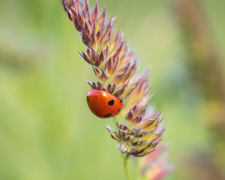 Seven-spot ladybird on Cock&rsquo;s-foot
