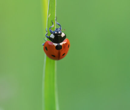 ladybug on green grass blade