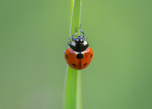 Seven-spot ladybird on green grass blade
