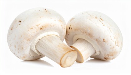 Fototapeta premium Fresh mushroom with smooth white cap organic edible fungus healthy vegetable food isolated on white background 