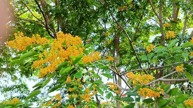 Golden-yellow Padack flowers bloom profusely, their stems and green foliage swaying gently in the countryside of Myanmar. Burmese water festival (Thingyan).