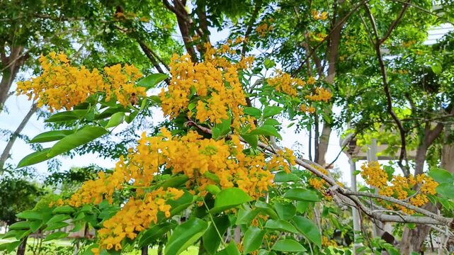 Golden-yellow Padack flowers bloom profusely, their stems and green foliage swaying gently in the countryside of Myanmar. Burmese water festival (Thingyan).