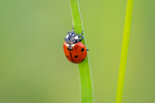 A macro top-down view of a bright red seven-spot ladybird resting on a thin green blade of grass with a softly blurred background.