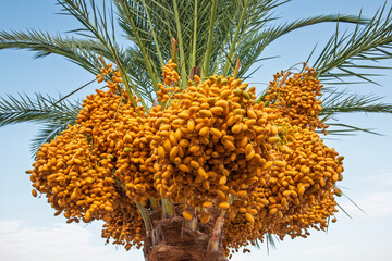 Closeup detail view of palm tree fronds with large bunch of ripening dates in foreground hanging
