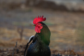 Close up portrait of a Rooster with vibrant red comb and wattles and dark plumage. The background is blurred brownish in color.