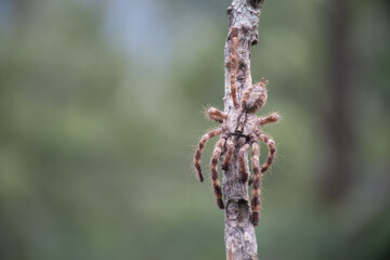 A Indian ornamental tarantula spider perched on a dry tree with blurred background.