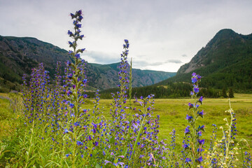  Meadow flowers against the backdrop of mountains