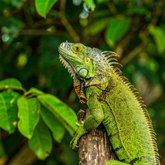 Obraz premium Green Iguana in lush foliage