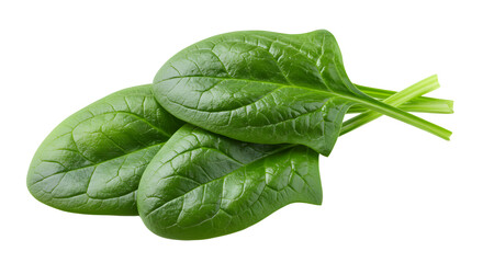 FARMING - Fresh green spinach leaves isolated on white background, healthy leafy vegetable perfect for cooking and salads