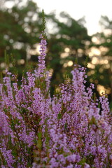 Fioletowe wrzosy w świetle zachodzącego słońca – gęsto kwitnące rośliny na tle zielonych drzew i rozświetlonego nieba, Polska © FotoWave Dawid Nowak