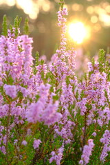 Wrzosowisko o wschodzie słońca – lawendowe wrzosy w ciepłym świetle poranka na tle lasu, Polska, Wrzosowe Wydmy © FotoWave Dawid Nowak