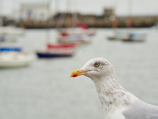 The European herring gull or simply herring gull (Larus argentatus) in a fishing port
