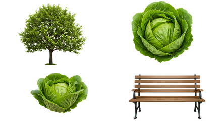 FARMING - Green tree, fresh cabbage heads, and wooden bench isolated on white background, perfect for healthy lifestyle or nature-themed designs