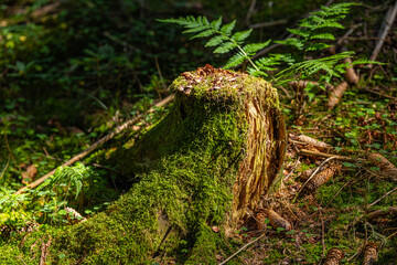 Zerfallender Baumstumpf mit Moos und Farn