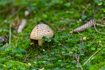 Junger Pilz im Wald mit Zapfen und Klee
