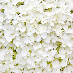 Small white flowers close-up as background