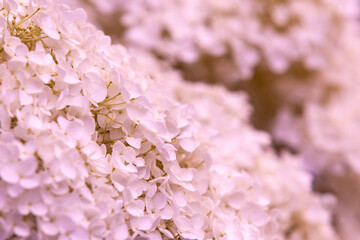 Small lilac flowers as a background