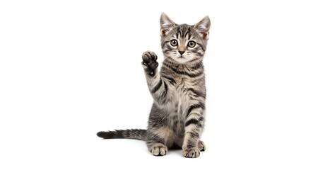 Adorable Kitten Raising its Paw on a White Background