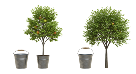 FARMING - Two small orange trees in pots surrounded by metal buckets isolated on white, perfect for garden and plant concepts