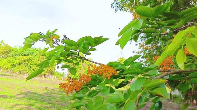 Golden-yellow Padack flowers bloom profusely, their stems and green foliage swaying gently in the countryside of Myanmar. Burmese water festival (Thingyan).