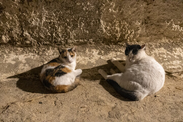 Two stray cats resting at night against a stone wall