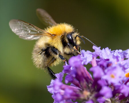 Macro image of a European honey bee on a buddleia