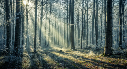 Sunbeams pierce frosted forest, casting long shadows on a serene winter morning landscape