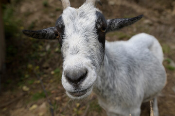 Une chèvre dans son enclos