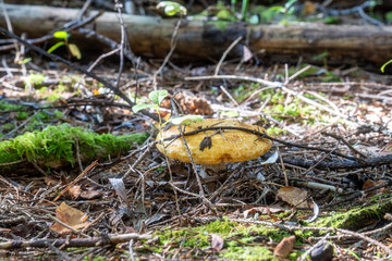 Edible bolete mushroom with yellow cap growing on forest floor among moss, branches and leaves in summer woodland