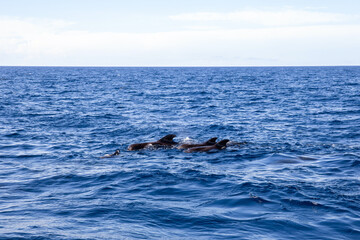 Fototapeta premium Pilot whales swimming in the ocean