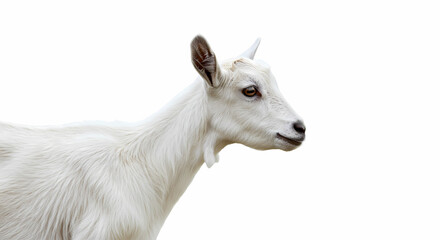 Fototapeta premium White Goat Kid Profile: Farm Animal Photography