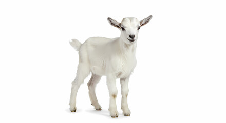 Fototapeta premium White Kid Goat: Farm Animal Photography