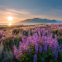 Fototapeta premium Lush purple lupines bloom along a sunlit beach at dawn, with mountains in the background. Sunrise over a tranquil coastal landscape