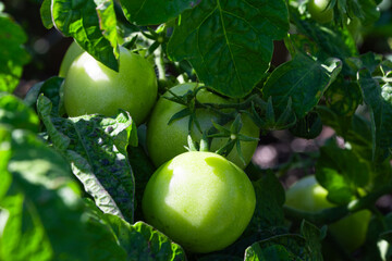 Agriculture scene of green immature tomatoes and the plant leaves