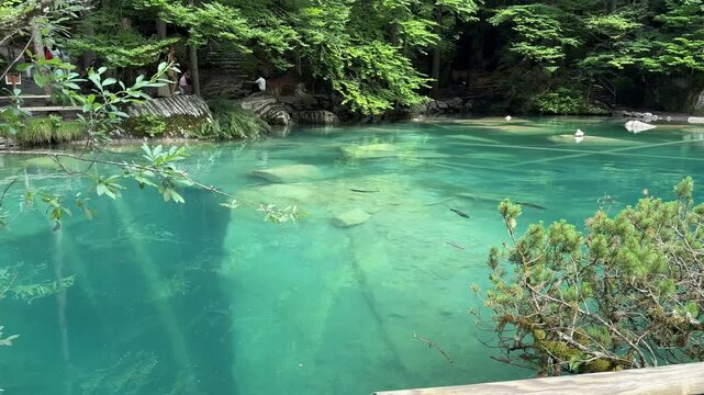 Crystal-clear Blausee lake in Switzerland, where the water is so transparent you can see fish swimming below. Pristine alpine nature, peaceful atmosphere, and stunning natural beauty. Kandergrund 