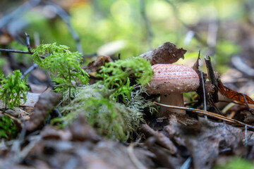 Wild edible mushroom with pink cap growing on forest floor among moss, leaves and twigs in natural woodland